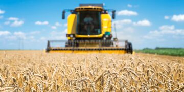 soja-em-leve-alta-no-parana