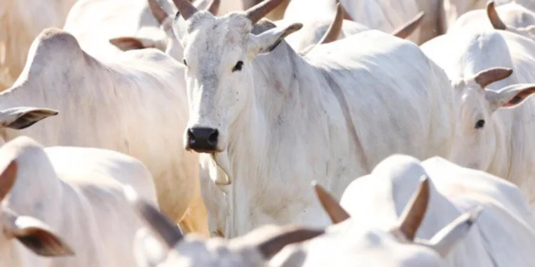 precos-do-boi,-frango-e-suino-nesta-sexta-feira-(13),-cotacoes-atualizadas
