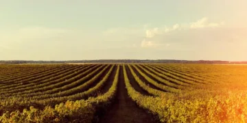 preco-da-soja-hoje-(17):-interior-do-parana-tem-queda,-enquanto-paranagua-registra-alta