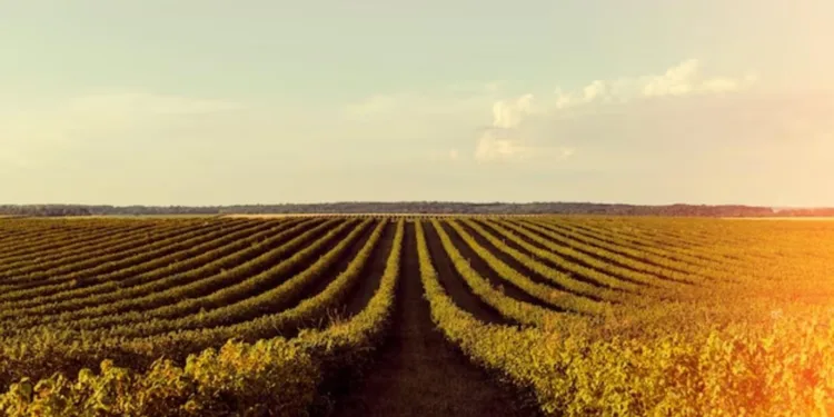 preco-da-soja-hoje-(17):-interior-do-parana-tem-queda,-enquanto-paranagua-registra-alta