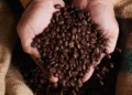 cotacoes-do-cafe,-acucar-e-milho-para-esta-quarta-feira-(18)