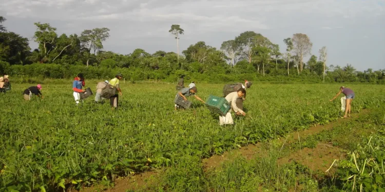 credito-verde-e-agricultura-familiar:-banco-da-amazonia-amplia-apoio-com-r$-2,5-bilhoes-em-2025