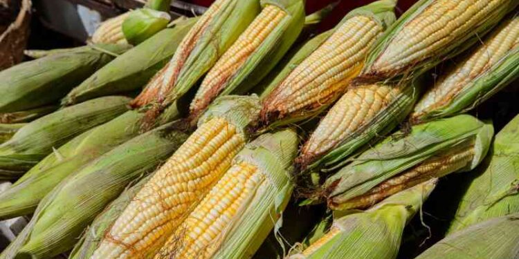 mercado-municipal-de-lauro-de-freitas-e-opcao-para-compras-juninas-com-tradicao-e-qualidade