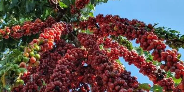 preco-do-cafe-volta-a-cair,-nesta-segunda-feira-(23)