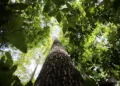 bioeconomia-amazonica-ganha-impulso-com-parceria-entre-banco-da-amazonia-e-mma