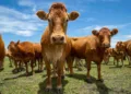mercado-de-proteinas-registra-estabilidade-no-boi-gordo-e-variacoes-em-frango-e-suino