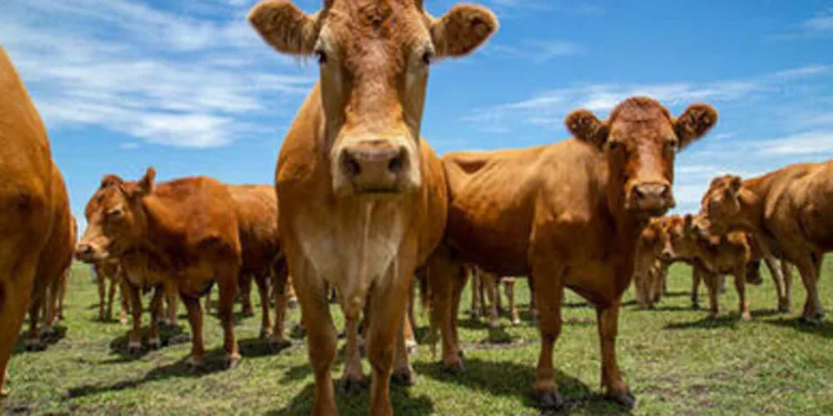 mercado-de-proteinas-registra-estabilidade-no-boi-gordo-e-variacoes-em-frango-e-suino