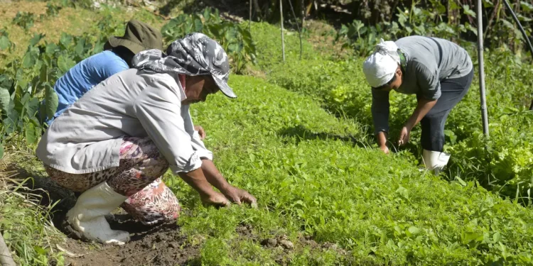 agronegocio-brasileiro-bate-recorde-de-ocupacao-com-28,5-milhoes-de-trabalhadores-em-2025