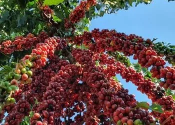 saca-do-cafe-registra-reducao-no-preco,-nesta-quinta-feira-(26)