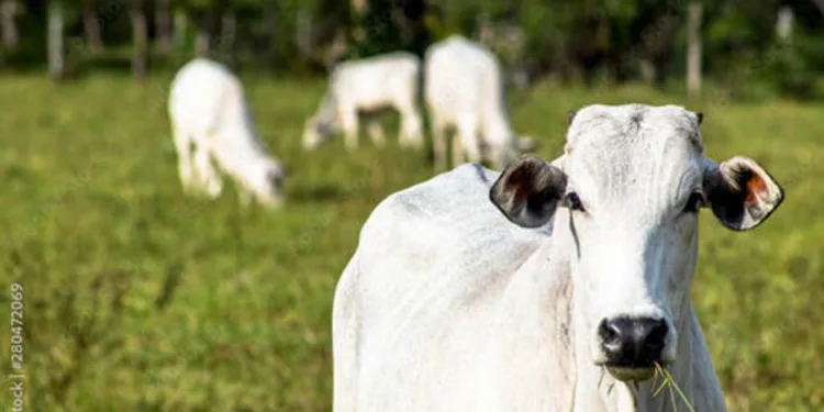 boi-gordo:-semana-comeca-com-elevacao-no-preco-da-arroba