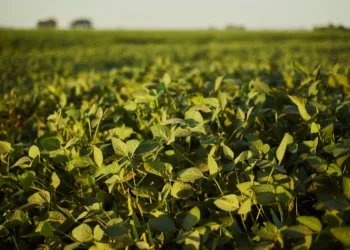 empresa-agricola-brasileira-mira-marca-historica-de-1-milhao-de-hectares-plantados