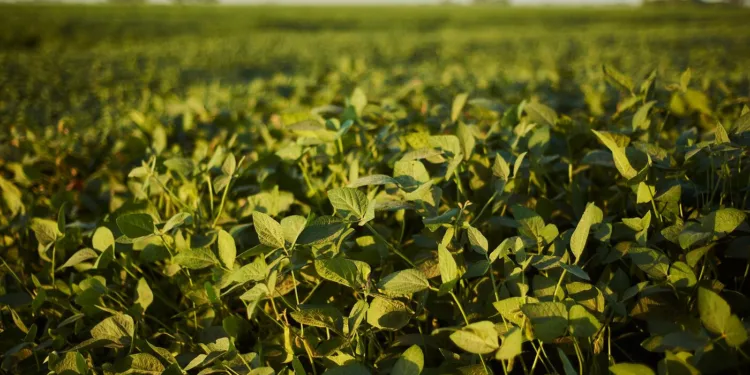 empresa-agricola-brasileira-mira-marca-historica-de-1-milhao-de-hectares-plantados