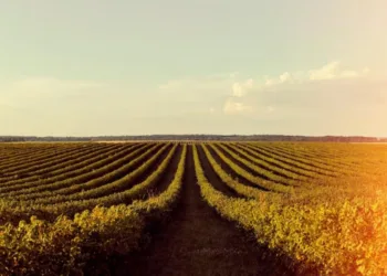 soja-e-trigo-registram-queda-de-precos-no-parana-e-rio-grande-do-sul