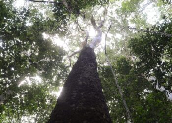 brasil-espera-mobilizacao-do-brics-para-resultados-ambiciosos-na-cop30