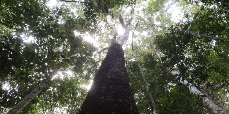 brasil-espera-mobilizacao-do-brics-para-resultados-ambiciosos-na-cop30