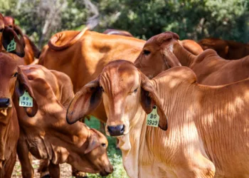boi-gordo-recua-em-sao-paulo-e-carcaca-suina-tem-alta-no-atacado