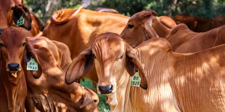 boi-gordo-e-carcaca-suina-tem-estabilidade-nesta-segunda-feira-(7)