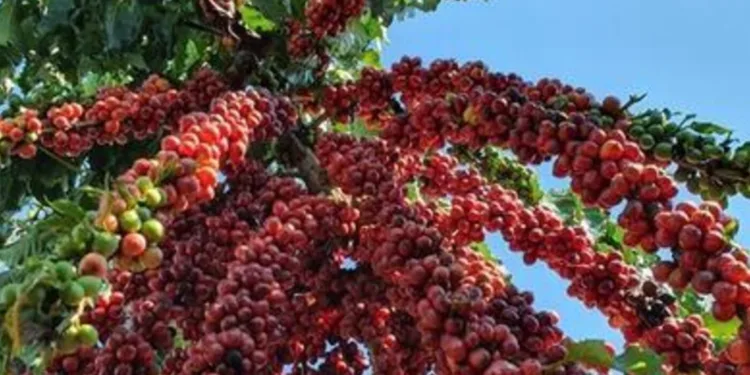 cafe-arabica-sobe,-enquanto-cafe-robusta,-milho-e-acucar-cristal-caem-no-mercado-paulista
