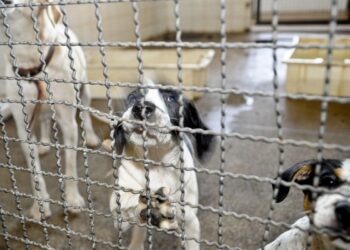 projeto-aprovado-na-camara-proibe-uso-de-animais-em-testes-cosmeticos