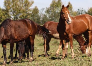 racao-contaminada-mata-245-equinos-em-quatro-estados