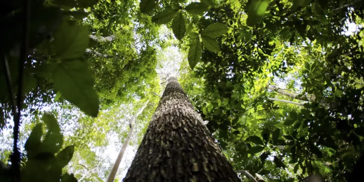 amazonia-legal:-premios-reconhecem-empreendedorismo-consciente-na-regiao;-inscricoes-ate-31-de-agosto