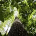 amazonia-legal:-premios-reconhecem-empreendedorismo-consciente-na-regiao;-inscricoes-ate-31-de-agosto