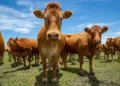 carnes-mantem-estabilidade-nos-precos,-mas-suino-vivo-recua-no-sul