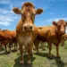 carnes-mantem-estabilidade-nos-precos,-mas-suino-vivo-recua-no-sul