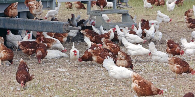 ceara-registra-foco-de-gripe-aviaria-em-criacao-domestica