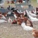 ceara-registra-foco-de-gripe-aviaria-em-criacao-domestica