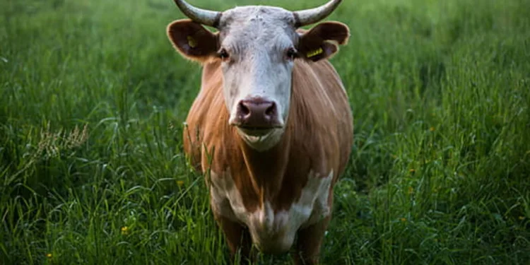 boi-gordo:-semana-comeca-com-queda-no-preco-da-arroba