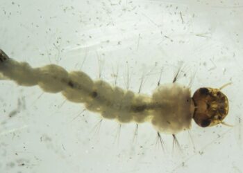 brasil-inaugura-maior-biofabrica-do-mundo-de-aedes-que-combate-doencas