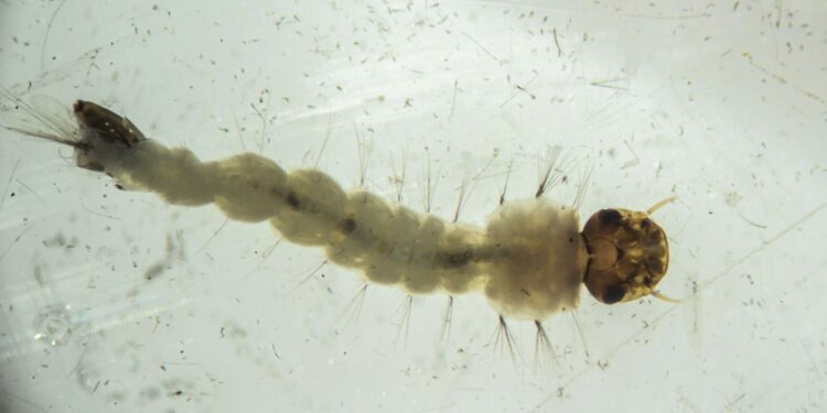 brasil-inaugura-maior-biofabrica-do-mundo-de-aedes-que-combate-doencas