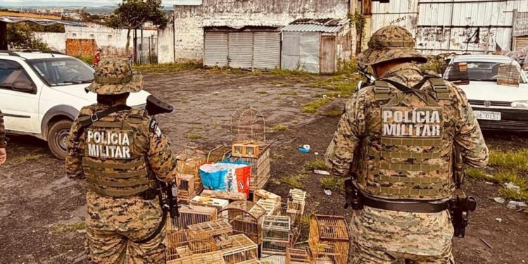 pm-apreende-aves-silvestres-e-conduz-homens-por-crime-ambiental-em-feira-de-santana