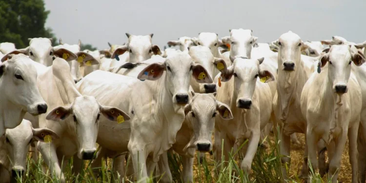 com-tarifa-dos-eua,-economia-de-goias-pode-perder-quase-r$-800-milhoes