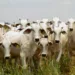 com-tarifa-dos-eua,-economia-de-goias-pode-perder-quase-r$-800-milhoes