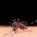 brasil-inaugura-maior-biofabrica-do-mundo-para-producao-da-bacteria-wolbachia