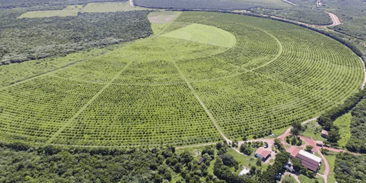 dia-do-agricultor:-polos-de-agricultura-irrigada-avancam-e-fortalecem-o-trabalho-agricola