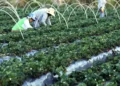 agroamigo-impulsiona-agricultura-familiar-e-ajuda-brasil-a-sair-do-mapa-da-fome