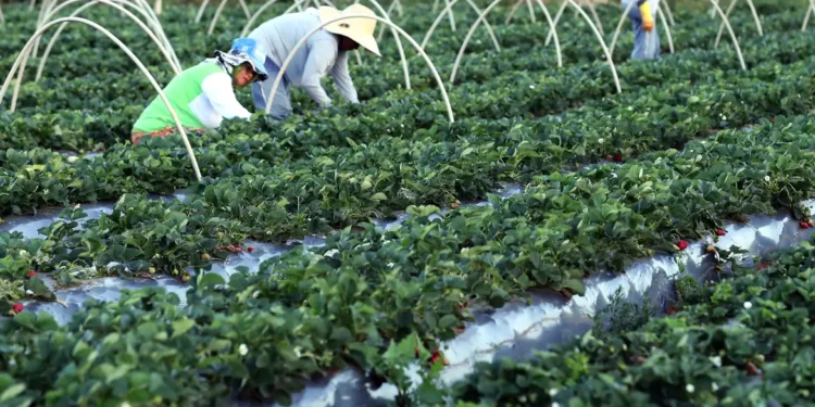 agroamigo-impulsiona-agricultura-familiar-e-ajuda-brasil-a-sair-do-mapa-da-fome