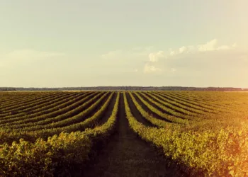 soja-e-trigo-apresentam-alta-no-parana