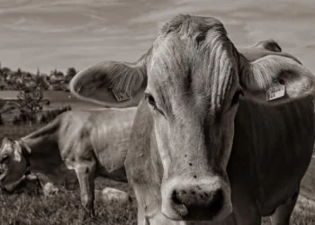boi-gordo-registra-queda-no-preco-da-arroba