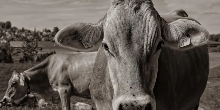 boi-gordo-registra-queda-no-preco-da-arroba