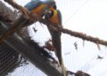 morte-de-mais-quatro-aves-fecha-ao-publico-zoologico-do-rio