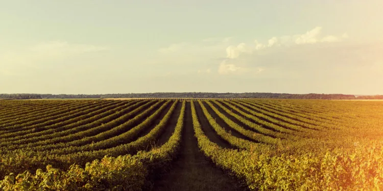 soja-e-trigo-apresentam-alta-no-parana