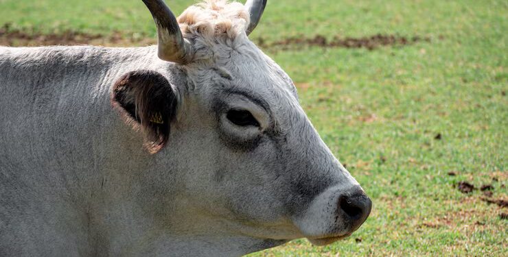 boi-gordo:-semana-comeca-com-estabilidade-no-preco-da-arroba