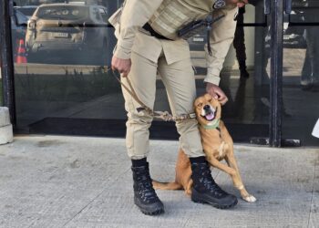 cao-encontrado-no-centro-de-operacoes-e-inteligencia-e-devolvido-ao-dono