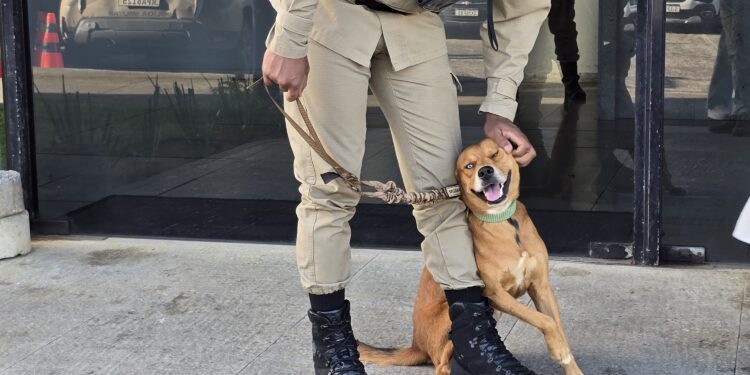 cao-encontrado-no-centro-de-operacoes-e-inteligencia-e-devolvido-ao-dono