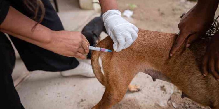 prefeitura-inicia-campanha-de-vacinacao-antirrabica-para-caes-e-gatos