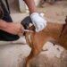 prefeitura-inicia-campanha-de-vacinacao-antirrabica-para-caes-e-gatos
